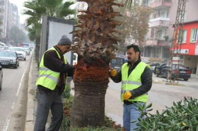 BAKIMLI AĞAÇLAR SAĞLIKLI ŞEHİR