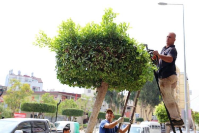 İSKENDERUN’DA AĞAÇ BUDAMA ÇALIŞMALARI BAŞLADI
