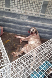 Belen Belediyesi Sokak Hayvanlarına Yardım Ekibi, Hizmete Başladı
