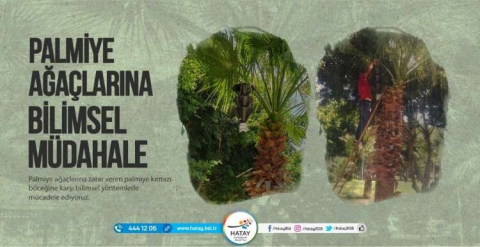 Büyükşehir’den Palmiye Zararlıları İle Mücadele