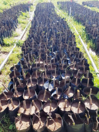 Ekilen Fideler Tomurcuk Verdi