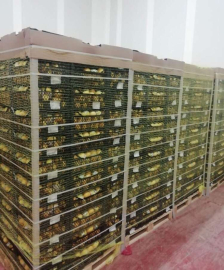 Limonda corona krizi! 