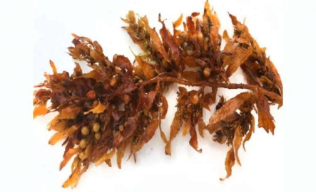 COVID-19 ile mücadelede Denizel Alglerin etkinliği araştırılıyor