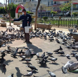 İskenderun'da Sokak Hayvanları Unutulmadı