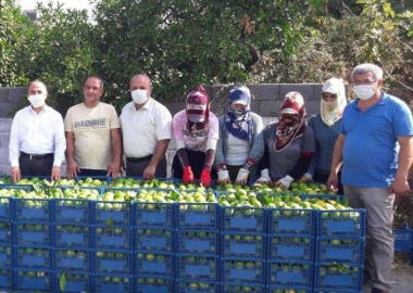 Hatay’da Erkenci Mandalina Hasadı Başladı