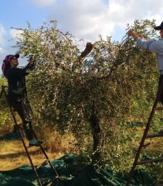 Halhalı Zeytin Dünyada Sadece Hatay'da Yetişiyor