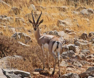 New York Tımes Gazella Gazella Ceylanlarına Yer Verdi