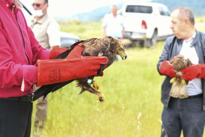 Yaralı Bulunarak Tedavileri Tamamlanan Yırtıcı Kuşlar Doğaya Salındı