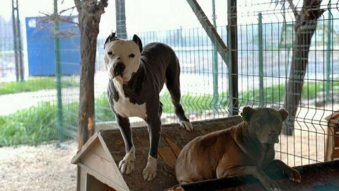 HBB, Yasaklı Irk Köpekler İle İlgili Yeni Güvenlik Tedbirleri Aldı
