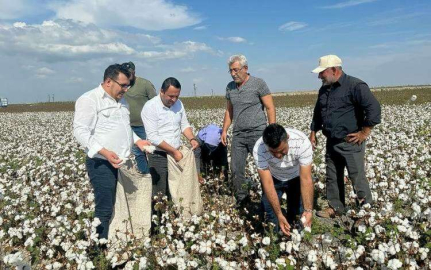 CHP’liler Ovada Pamuk Hasat Etti