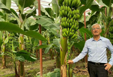 Arsuz’da Yılın İlk ‘Muz’ Hasadı Gerçekleşti