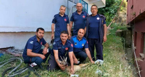 YARALI DAĞ CEYLANI TEDAVİ ALTINA ALINDI