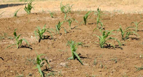 AKKONAK BUĞDAYI HATAYLI ÇİFTÇİLER İÇİN UMUT OLDU 