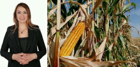 KARA: MISIR ÜRETİCİSİ BORÇLU DURUMDA VE ÖNÜNÜ GÖREMİYOR 