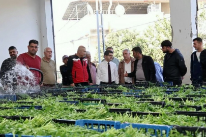 Arsuz’da Maydanoz Hasadı Başladı