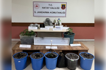 İskenderun'da jandarmadan uyuşturucu bitki yetiştirenlere baskın