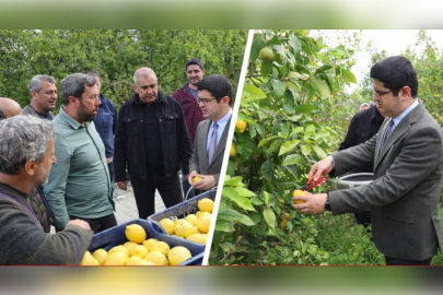 Kaymakam Eroğlu Limon Hasadına Katıldı